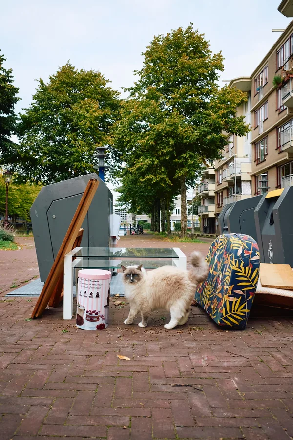 Jolien Roos · Theme 3 "Not my problem", photo 3
